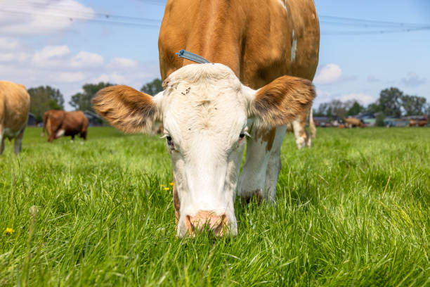 vaca pastando, comiendo hojas de hierba, fleckvieh roja y blanca, en un pasto verde, primer plano de una cabeza hacia abajo hocico y nariz rosada - cow field dutch culture netherlands fotografías e imágenes de stock