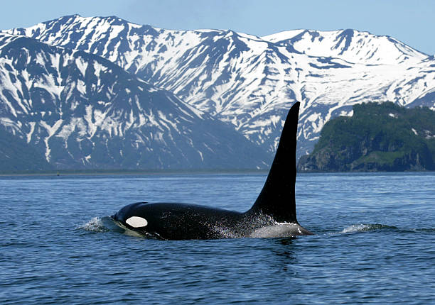 killer whale - peace on earth audio stock-fotos und bilder