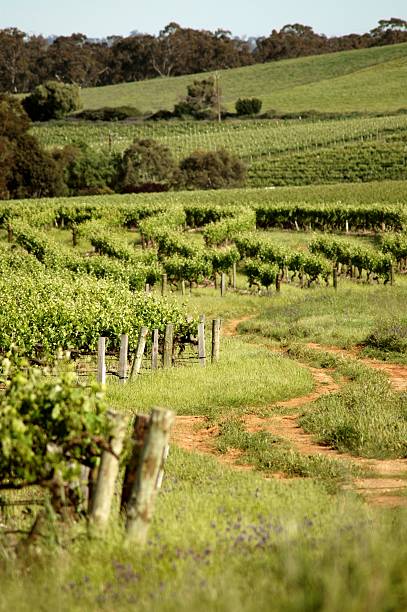 weinweg - county clare valley south australia clare valley stock-fotos und bilder