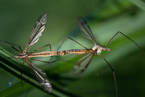 Close up of two crane flies (Tipulidae) having sexual intercourse hidden in the green grass in nature