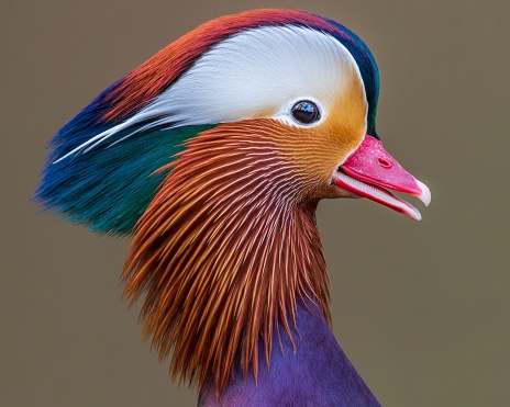 A headshot portrait of a male mandarin duck. Close up.