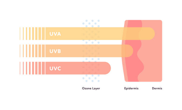 Uv rays and visible light healthcare infographic. Vector flat illustration. UVA, UVB, UVC arrow penetarate ozone layer and skin layers. Design for uv awareness month. vector art illustration
