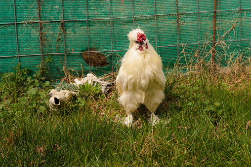 In a garden with grass in spring, some funny silky hens or white feathered Japanese hens, look curiously at the camera, they seem to be posing, no one is seen with them.