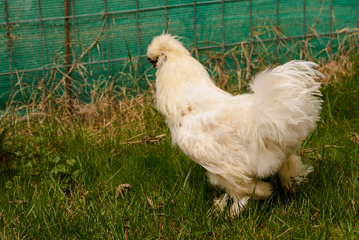 In a garden with grass in spring, some funny silky hens or white feathered Japanese hens, look curiously at the camera, they seem to be posing, no one is seen with them.