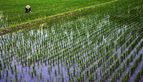 Hombre en campos de arroz - foto de stock