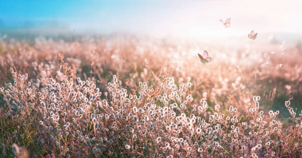 istock Widescreen image of a meadow with fluffy flowering grass on a warm summer evening. 1398799214