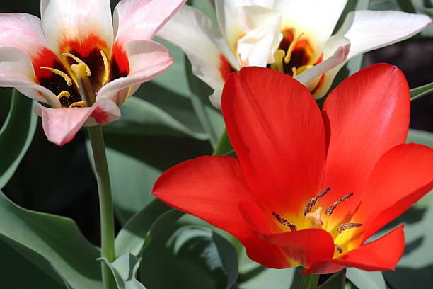 Primavera tulipanes - foto de stock
