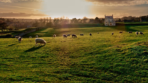 coucher de soleil pastoral avec des moutons à chipping campden gloucestershire dans les cotswolds. - cotswold photos et images de collection