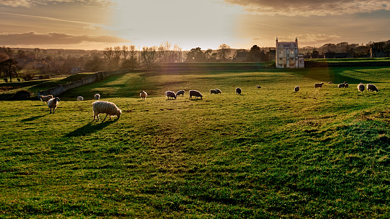 Golden sky with sun breaking through clouds onto green grass and sheep grazing in front of old house.