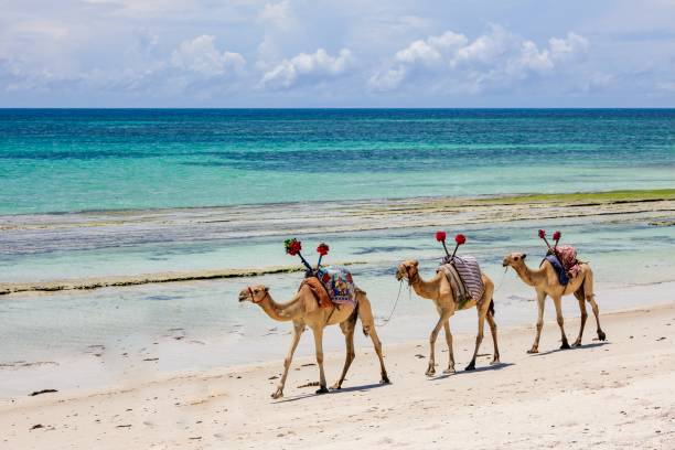 istock Trio of Camels Walking on Beach 1398799280