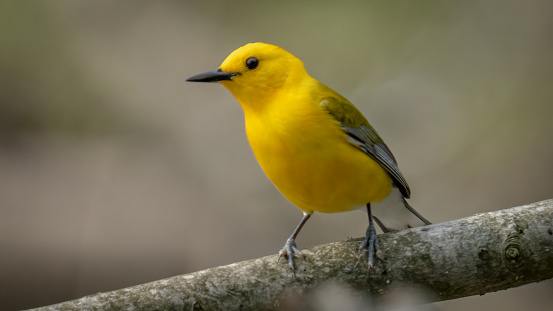 Prothonotary Warbler bird on a branch