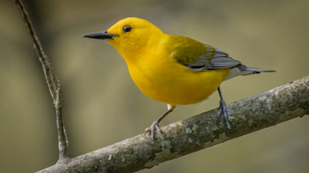 istock Prothonotary Warbler bird on a branch 1398799475