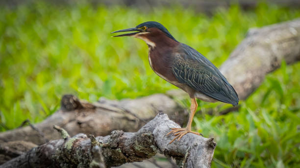 istock Green Heron bird looking for a meal 1398799821