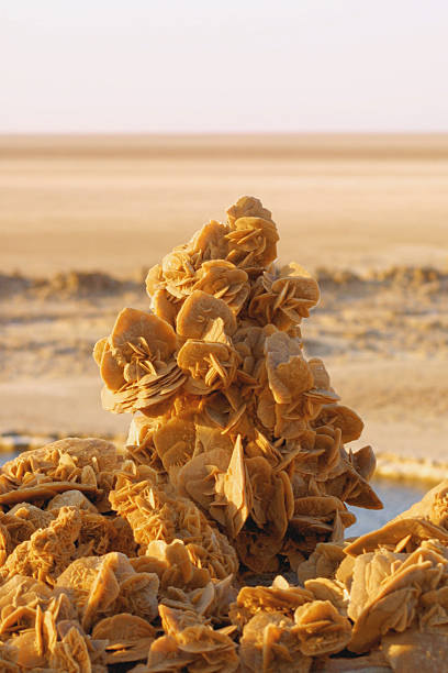 Desert roses stock photo