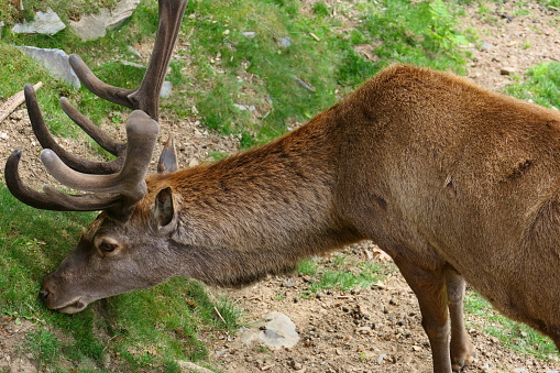 The deer, Mollo Park, Catalonia
