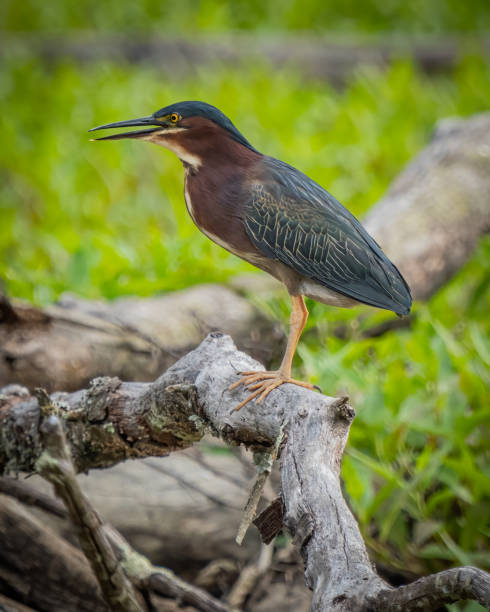 istock Green Heron bird looking for a meal 1398800923