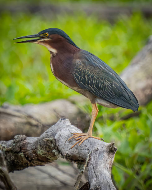 istock Green Heron bird looking for a meal 1398800929