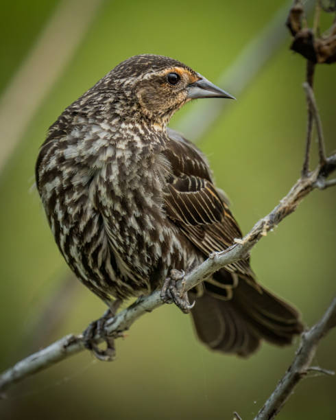 istock Red Winged Blackbird on a branch 1398800981