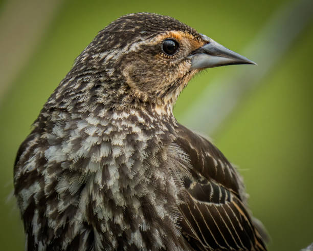istock Red Winged Blackbird on a branch 1398800986