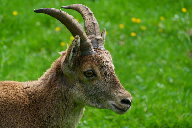 istock Fallow deer, Mollo Park, Catalonia 1398801066