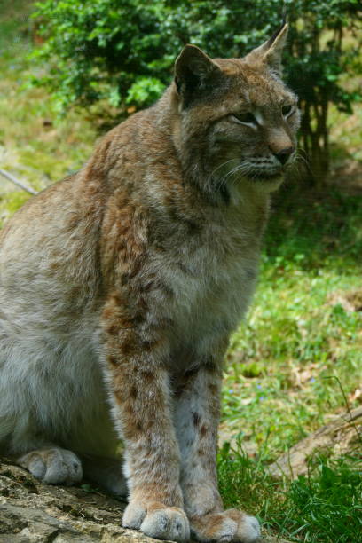 istock Lynx, Mollo Park, Catalonia 1398801130