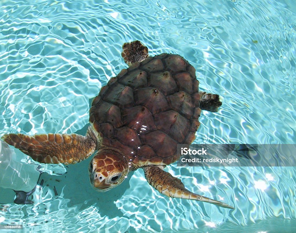 baby turtle A baby turtle in a florida rehabilitation center Turtle Stock Photo