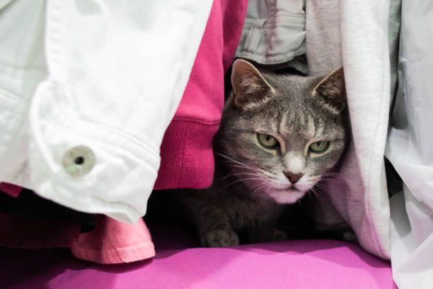 słodki szary kot ukrywa się wśród ubrań w szafie. wygląda na wściekłego: a potem go znaleźli - enjoyment tranquil scene concepts clothing zdjęcia i obrazy z banku zdjęć