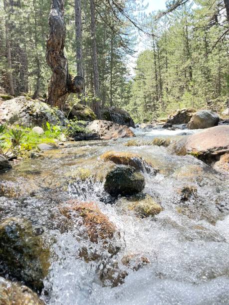 istock creek beauty in the forest 1398802618