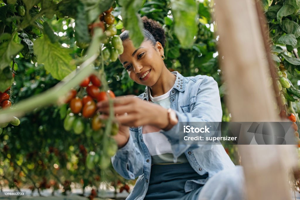 These are ready for my table One young latin woman harvesting cherry tomato Cherry Tomato Stock Photo