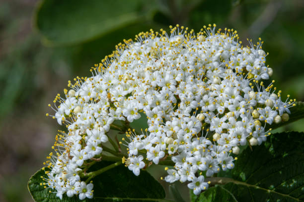 weißer blütenstand eines zweiges einer pflanze namens viburnum lantana aureum nahaufnahme - wayfaring stock-fotos und bilder