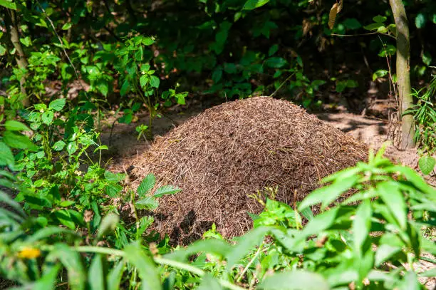 Closeup of huge anthill in the forest on a sunny day