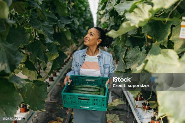 The Plan Is So Bigger Than Me Stock Photo - Download Image Now - Picking - Harvesting, Vegetable, 20-24 Years