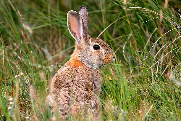 Cute wild rabbit alert in a natural setting.