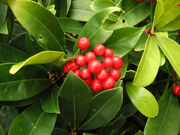 gaultheria bush with berries stock photo