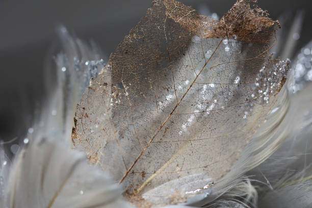 istock Transparent dry leaf and feathers. Beautiful gentle background 1398803633