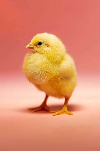 Close up of yellow coloured Plymouth Rock chick against a pink background, studio shot with the focus on the chick in the foreground. Colour, vertical format with come copy space.