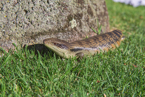 Blue Tongue skink reptile lizard crawling on the green grass in the park of Australia, close up view