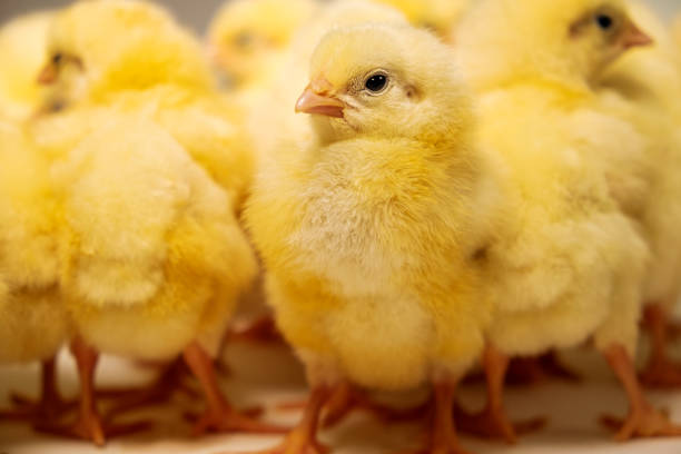 Close up of a group of yellow coloured baby chicks against a neutral background, studio shot with the focus on the chick in the foreground. Colour, horizontal format with come copy space.