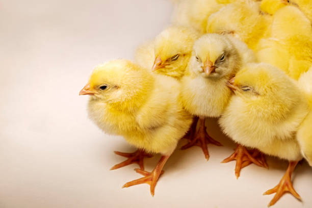 istock Cute Yellow Colored Plymouth Rock Chicks 1398803980