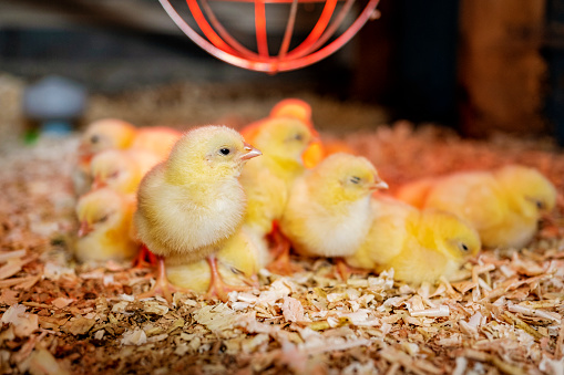 Group of recently hatched free range, barred Plymouth Rock chickens gathered under a heat lamp. Colour, horizontal format with come copy space.