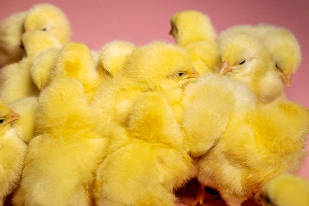 Colorful Funny Little Chicken. chick. pet shop.