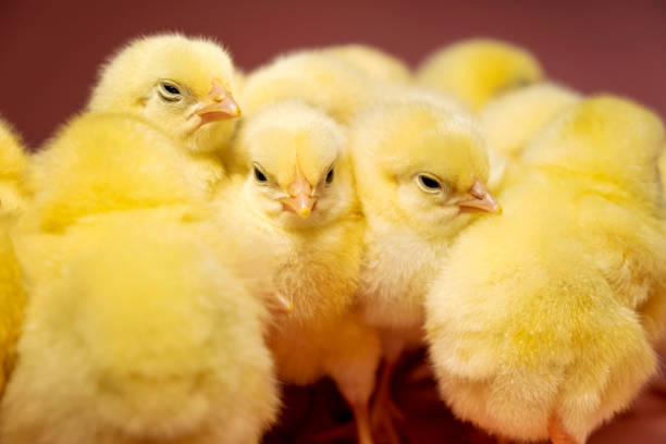 Close up of a group of yellow coloured baby chicks against a pink background, studio shot with the focus on the chick in the foreground. Colour, horizontal format with come copy space.