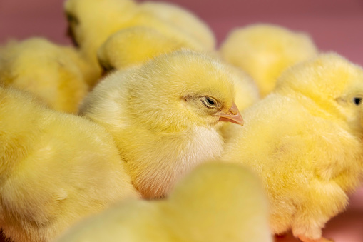 Close up of a group of yellow coloured baby chicks against a pink background, studio shot with the focus on the chick in the foreground. Colour, horizontal format with come copy space.