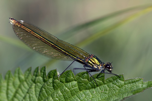 Close-up of a Demoiselle (Calopteryx) sitting on the leaf of a stinging nettle in spring against a green background in nature