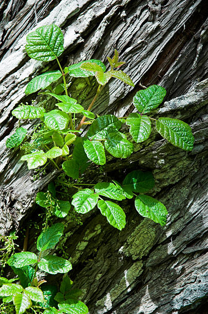 Poison Oak stock photo