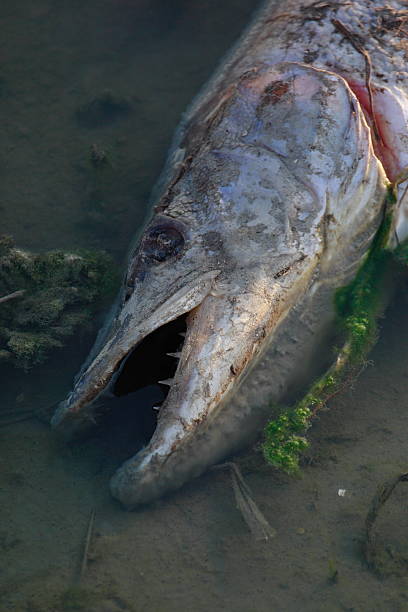 Musky em decomposição - foto de acervo