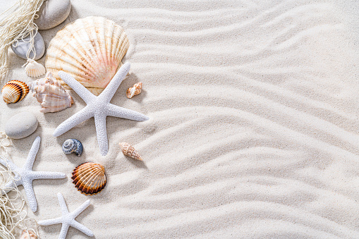 seashell on the beach (shallow DOF)