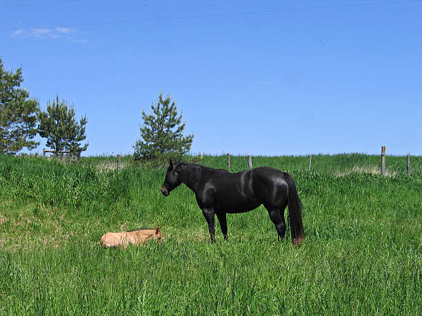 noire jument et poulain - corps dun animal photos et images de collection