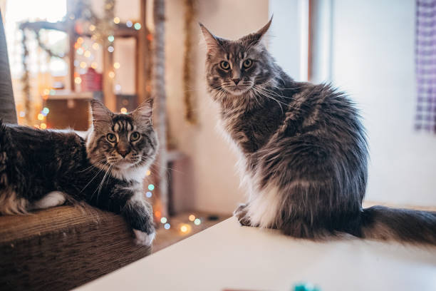 Two red solid maine coon kitten. One of them is biting the clawing on the paw on grey background. Closeup portrait