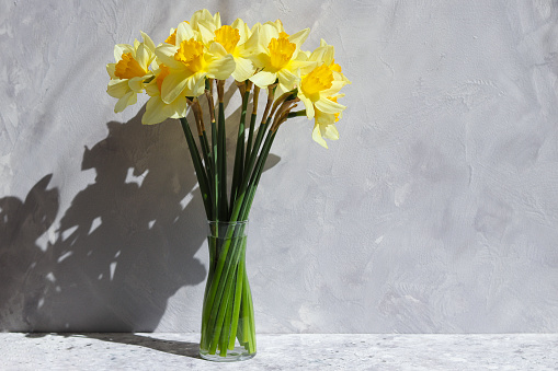 Beautiful bouquet of yellow daffodils in a vase against a gray wall in sunny day with deep shadows. Copy space. Hard light.